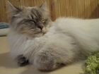 Невская маскарадная кошка объявление продам