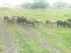 Овцы и бараны объявление продам