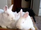 Кролики разных пород, чистопородные объявление продам