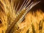 Пшеница, ячмень и комбикорм объявление продам