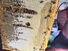 Пчелосемья объявление продам