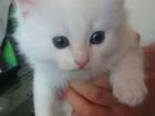 В добрые руки белого котёнка объявление продам