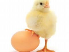 Цыплята и инкубационное яйцо