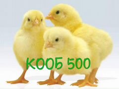 Цыплята кооб 500