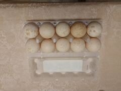 Продам инкубационное яйцо индюшек