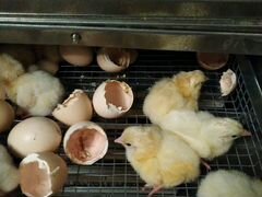 Яйцо кобб 500 инкубационное и цыплята