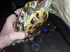 Черепаха Краснаухая