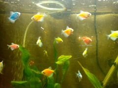 Тернеции 5 рыб разноцветные