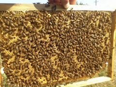Пчелосемья продам