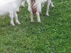 Коза и два козла
