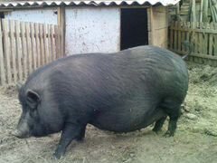 Свиноматка, вьетнамская вислобрюхая свинья