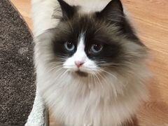 Кошка: порода Сноу-Шу
