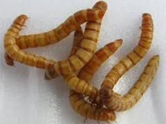 Личинка мучного хруща (Tenebrio molitor)