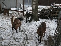 Альпинонубийские козы с документами