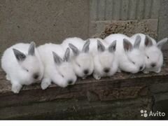 Кролики чистокровные