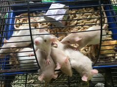 Ручные красивые крыски малыши