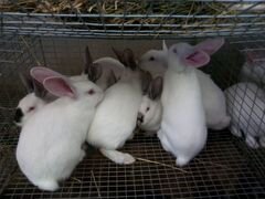 Кролики породы Хиплус (Hyplus)