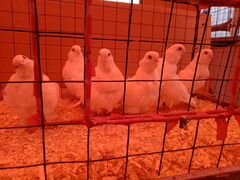 Голуби китайские чайки
