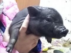 Ветьнамские веслобрухие свинья