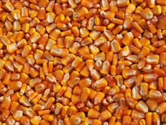 Кукуруза зерном
