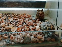 Черепахи сухопутные и терарриум