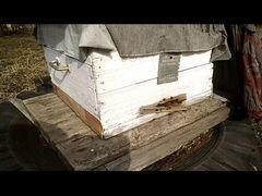 Пчелы в улье дадан