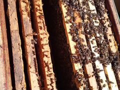 Пчелопакеты, пчеломатки