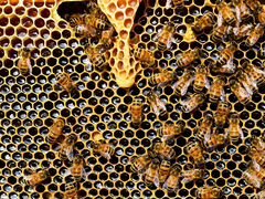 Пчелосемьи среднерусской породы