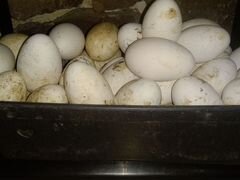 Яйцо инкубационное гусей