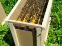 Пчелопакеты