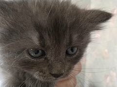 Кошка мама полукровка сибирская котята энергичные