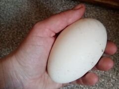Яйцо инкубационное гусинное Линдовские