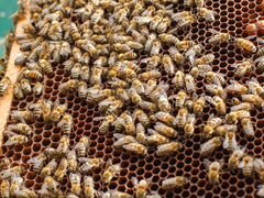 Продаётся 4 семьи пчёл