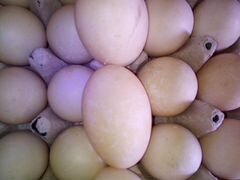 Яйцо инкубационное утки Голубой фаворит