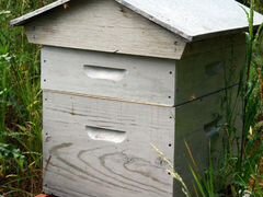 Зимовалые пчелосемьи. Хорошие, Сильные