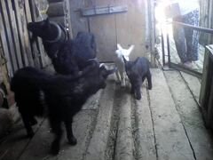 Продаётся доеная коза с козлятами, все вопросы по