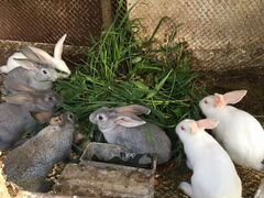 Кролики:белые и серые
