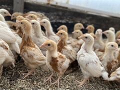 Продам цыплят яйценосных куриц порода «Хай-Лайн»