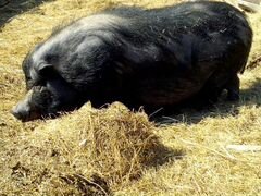 Травоядные свинки