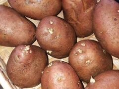Картофель на сады 12 литров