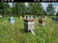 Улики с пчелами