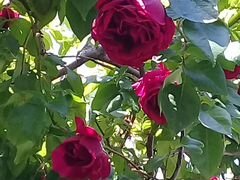 Саженцы плетистой розы