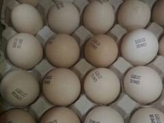 Инкубационное яйцо кобб-500,Цыплята кобб-500