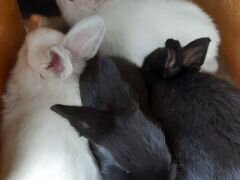 Крольчата от 1.5 месяцев