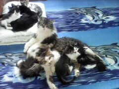 Пасхальные сибирские котятки
