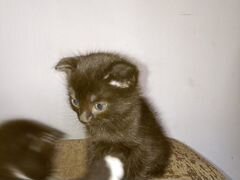 Котики: чёрный и чёрный с белыми лапками