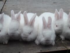 Кролики нзб(Новозиландские белые),Французкий баран