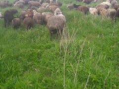 Овцы Бараны