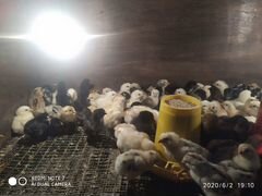 Цыплята разных пород