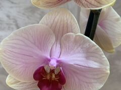 Орхидея фаленопсис, крупное растение